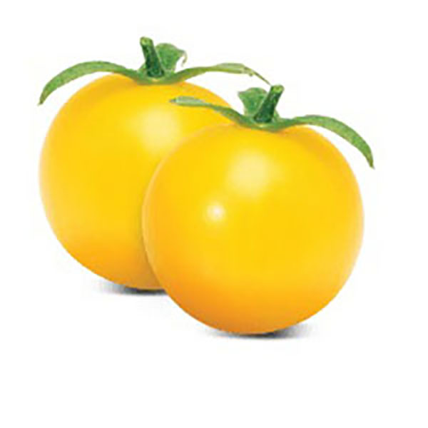 TOMATE CHERRY RAMA XKG